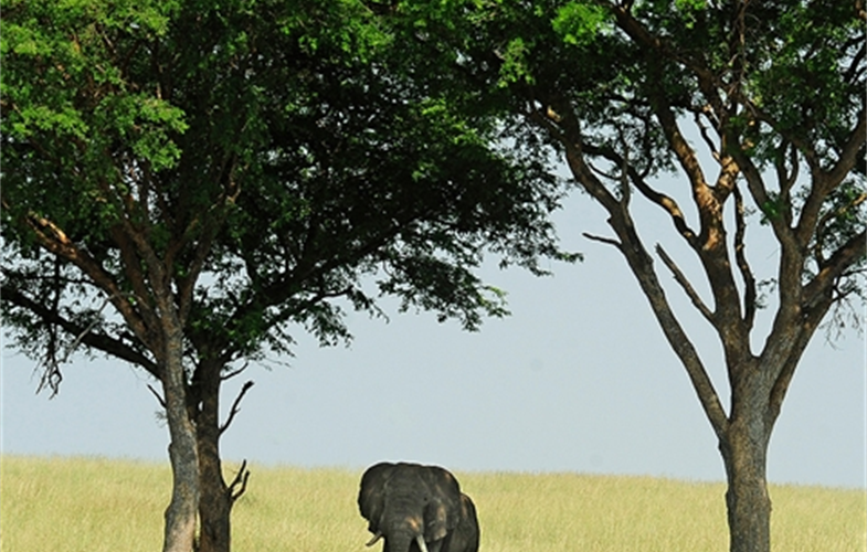 Julie Larsen Maher_2610i_African Elephant Under Trees_UGA_06 30 10_hr